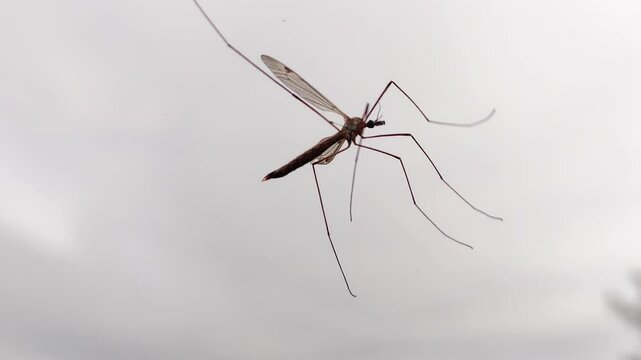 Insect of the genus Tipula perched on a glass, its wings moving in the wind on a cloudy day.
