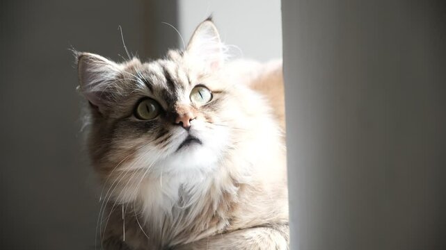 A wary cat carefully watches something, starring with intense. Close up. Relaxing on the balcony floor and looking window. funny pets. Wall with copy space