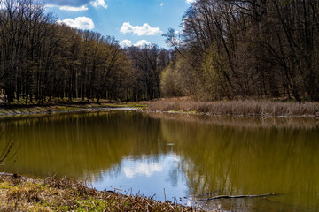 Forest lake with muddy water surrounded by dry grass and trees under a cloudy sky. Nature landscape with reflections on the water surface. Tranquil outdoor scenery for design and print