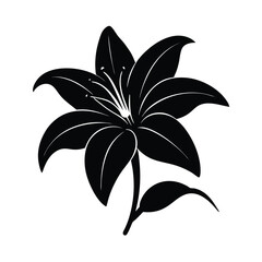 vector illustration of lily flower