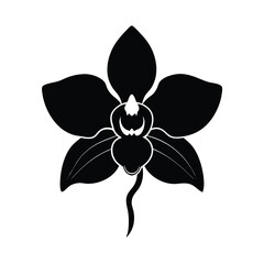 black and white orchid flower