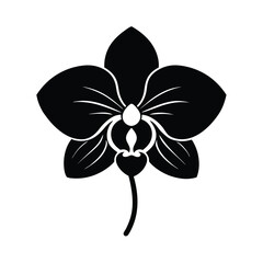 orchid isolated on white background