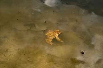Common toad sitting on wet ground with direct front view. Wildlife photography. Amphibian in natural habitat. Zoology and biology concept. Design for poster, wallpaper, card, postcard, banner. 