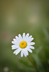 Fototapeta premium daisy flower closeup