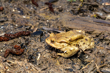 Common toad sitting on wet ground with direct front view. Wildlife photography. Amphibian in natural habitat. Zoology and biology concept. Design for poster, wallpaper, card, postcard, banner. 