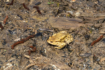 Common toad sitting on wet ground with direct front view. Wildlife photography. Amphibian in natural habitat. Zoology and biology concept. Design for poster, wallpaper, card, postcard, banner. 