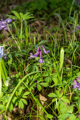 Purple corydalis flower blooming among dry leaves in spring forest. Botanical photography. Spring flora and seasonal nature concept. Design for postcard, greeting card, invitation, wallpaper. Eye-leve