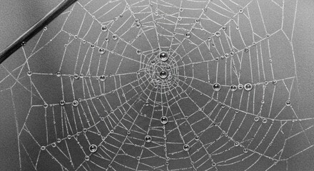 Fototapeta premium Intricate Spiderweb with Morning Dew