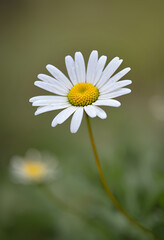 Fototapeta premium white daisy flower