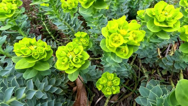 Decorative garden spurge Euphorbia sp. blooms in the garden in spring