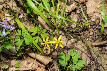 Yellow forest wildflowers blooming among dry leaves and green foliage. Macro shot in natural habitat. Springtime nature and botany concept for design and print