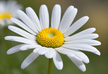 white daisy
