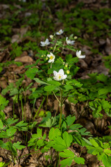 Common toad sitting on wet ground with direct front view. Wildlife photography. Amphibian in natural habitat. Zoology and biology concept. Design for poster, wallpaper, card, postcard, banner. 