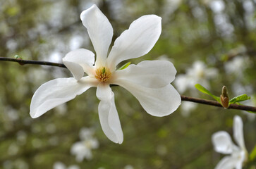  Branch of white Star magnolia (magnolia Stellata) with blooming flower in early springtime .Closeup photo outdoors. 