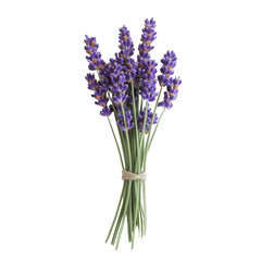 A vibrant bunch of fresh lavender, showcasing its delicate purple flowers and green stems, perfect for home decor or aromatic uses.