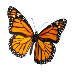 Fototapeta premium A vibrant monarch butterfly with striking orange and black wings, captured beautifully against a white isolated background.