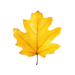 Obraz premium A vibrant yellow maple leaf isolated on a white background, showcasing its intricate veins and natural beauty, perfect for seasonal decor and nature-themed projects.