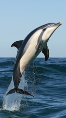 Obraz premium a dolphin jumping out of the water 