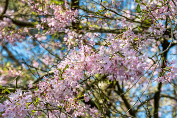 pink cherry blossom