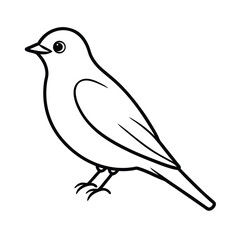 vector illustration of a eastern bluebird