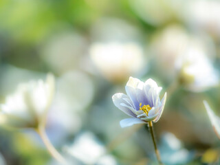 早春の雑木林にひっそりと咲いた可憐なユキワリイチゲのある風景。木漏れ日でボケた景色。