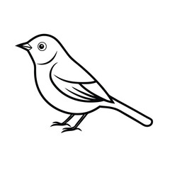 vector illustration of a pine warbler