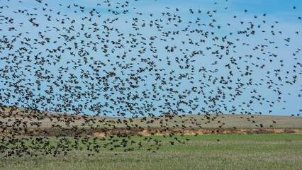 Thousands of starlings in synchronized flight at sunset