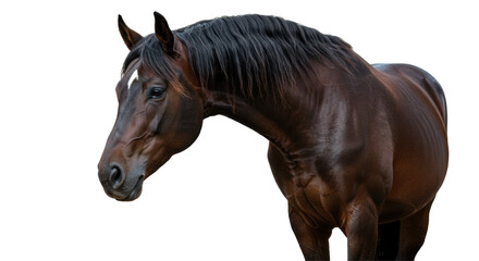 Isolated Brown Horse