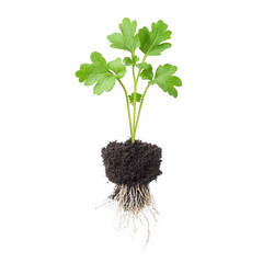 Green parsley plant with roots displayed on a white isolated background, showcasing its vibrant leaves and healthy soil base.
