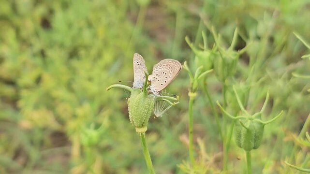 Close up to small wild pattern gray butterflies mating on black cumin plant.