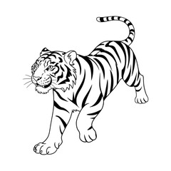 Fototapeta premium tiger on white this is big cat also 