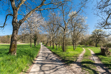 Frühling in den Streuobstwiesen
