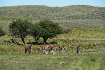 Guanacos in Pampas grass environment, La Pampa, Patagonia, Argentina.