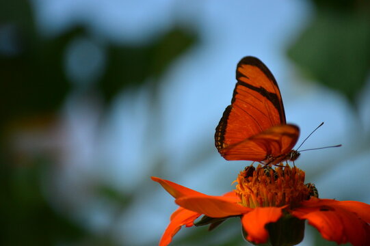 Borboleta laranja pousada em girassol mexicano