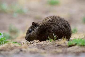 Desert Cavi, Lihue Calel National Park, La Pampa Province, Patagonia , Argentina