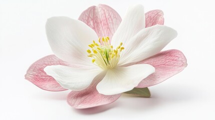 Fototapeta premium Close-up of a beautiful magnolia flower on white background. Use Stock photography