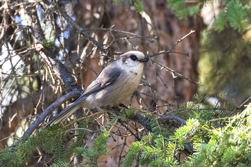 A Canada jay perching on a tree, in the forest in Yukon, beautiful bird 
