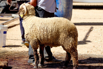 Eid sheep before slaughtering (Qurban in Eid al-Adha mubarak) Amman, Jordan - sheep, goats, lambs...