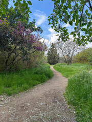 Forest path way, colorful park