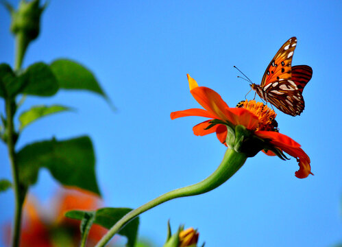 Borboleta pousada em um girassol mexicano