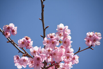 河津桜