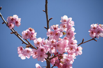 河津桜