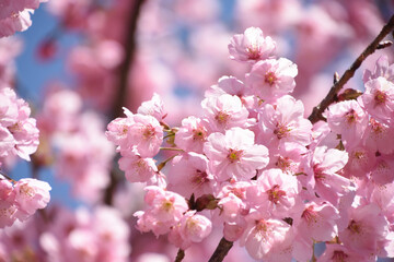 河津桜