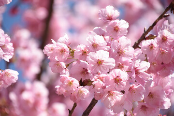 河津桜
