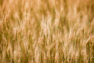 Golden Wheat Field Close-Up at Sunset