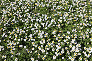 spring background with many white daisies and daisy flowers
