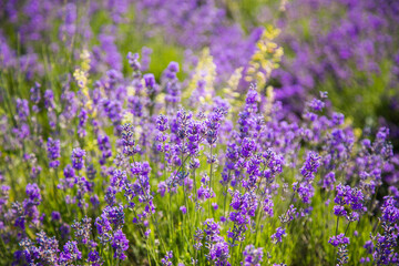 Obraz premium Closeup of Lavender Blossoms in Full Bloom
