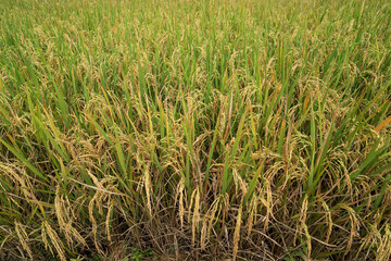 Golden yellow of rice paddy field. Close up to rice seeds in ear of paddy. Beautiful golden rice field and ear of rice plant