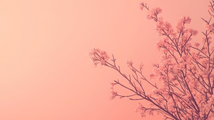 Obraz premium Soft pink blossoms against pastel sky. Beautiful springtime scene. Possible use nature photography
