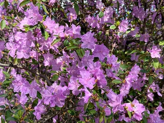 Fototapeten Rhododendron azalea beautiful delicate flowers © OLENA